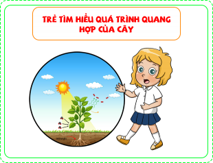 Trẻ tìm hiểu quá trình quang hợp của cây
